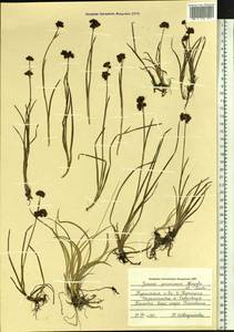 Juncus prominens (Buchenau) Miyabe & Kudo, Siberia, Russian Far East (S6) (Russia)