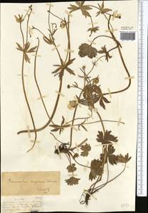 Ranunculus songoricus Schrenk, Middle Asia, Dzungarian Alatau & Tarbagatai (M5) (Kazakhstan)