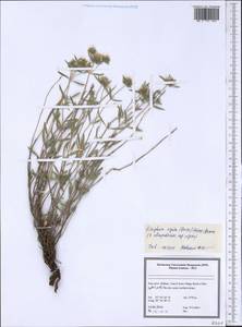 Ziziphora clinopodioides subsp. rigida (Boiss.) Rech.f., South Asia, South Asia (Asia outside ex-Soviet states and Mongolia) (ASIA) (Iran)