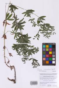 Galium intermedium Schult., Eastern Europe, Moscow region (E4a) (Russia)