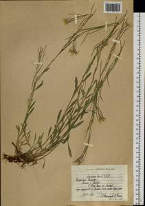 Erysimum boreale (C. A. Mey. ex Rupr.) Trautv., Siberia, Chukotka & Kamchatka (S7) (Russia)