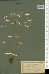 Bromus japonicus Houtt., Caucasus, Armenia (K5) (Armenia)