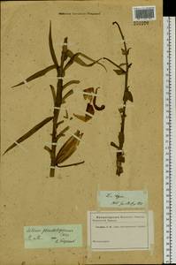 Lilium leichtlinii subsp. maximowiczii (Regel) J.Compton, Botanic gardens and arboreta (GARD)
