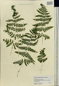 Athyrium filix-femina, Eastern Europe, North-Western region (E2) (Russia)