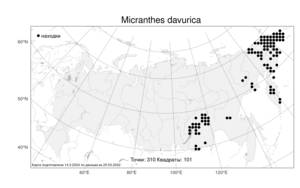 Micranthes davurica (Willd.) Small, Atlas of the Russian Flora (FLORUS) (Russia)