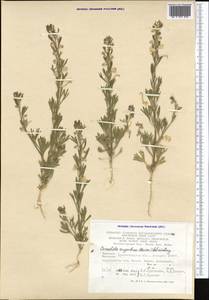 Delphinium rugulosum Boiss., Middle Asia, Karakum (M6) (Turkmenistan)