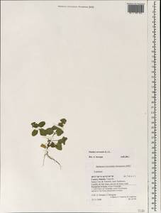 Stachys arvensis (L.) L., Africa (AFR) (Spain)