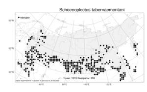 Schoenoplectus tabernaemontani (C.C.Gmel.) Palla, Atlas of the Russian Flora (FLORUS) (Russia)