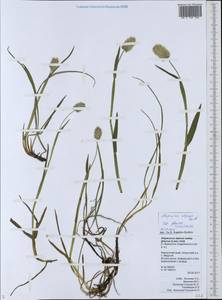 Alopecurus magellanicus Lam., Siberia, Chukotka & Kamchatka (S7) (Russia)