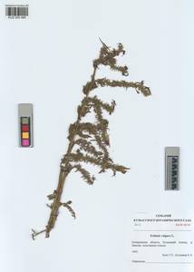 KUZ 005 985, Echium vulgare L., Siberia, Altai & Sayany Mountains (S2) (Russia)
