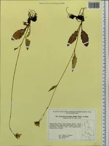 Hieracium tatewakii (Kudô) Tatew. & Kitam., Siberia, Russian Far East (S6) (Russia)