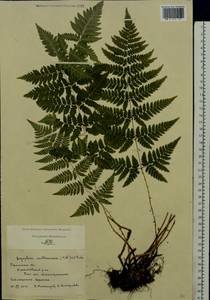 Dryopteris carthusiana (Vill.) H. P. Fuchs, Eastern Europe, Central region (E4) (Russia)