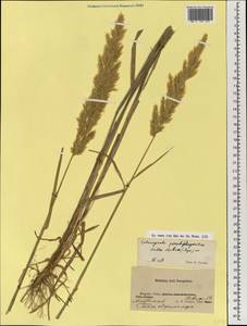 Calamagrostis pseudophragmites (Haller f.) Koeler, Mongolia (MONG) (Mongolia)
