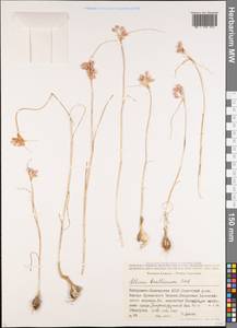 Allium kunthianum Vved., Caucasus, Stavropol Krai, Karachay-Cherkessia & Kabardino-Balkaria (K1b) (Russia)