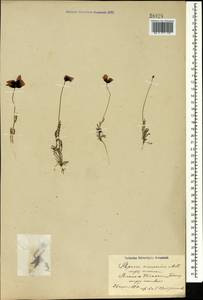 Papaver arenarium M. Bieb., Caucasus, Azerbaijan (K6) (Azerbaijan)