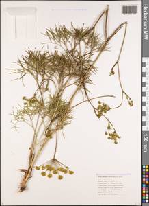 Peucedanum ruthenicum M. Bieb., Caucasus, Black Sea Shore (from Novorossiysk to Adler) (K3) (Russia)