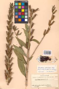 Oenothera × rubricaulis Kleb., Eastern Europe, Moscow region (E4a) (Russia)