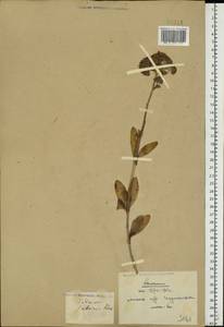 Hylotelephium telephium subsp. telephium, Eastern Europe, Belarus (E3a) (Belarus)