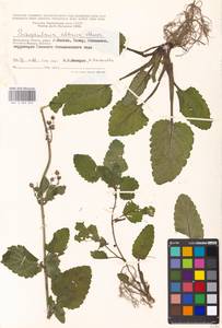 Scrophularia altaica Murray, Eastern Europe, Moscow region (E4a) (Russia)
