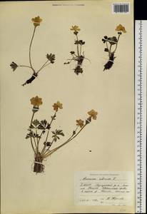 Anemonastrum narcissiflorum subsp. crinitum (Juz.) Raus, Siberia, Yakutia (S5) (Russia)