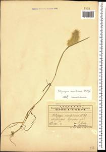 Polypogon maritimus Willd., Caucasus, Azerbaijan (K6) (Azerbaijan)