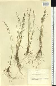 Poa glauca subsp. altaica (Trin.) Olonova & G.H.Zhu, Siberia, Altai & Sayany Mountains (S2) (Russia)