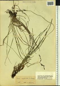 Carex rigidioides (Gorodkov) V.I.Krecz., Siberia, Baikal & Transbaikal region (S4) (Russia)