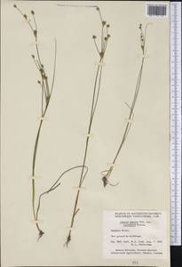 Juncus alpinoarticulatus subsp. rariflorus (Hartm.) Holub, America (AMER) (Canada)