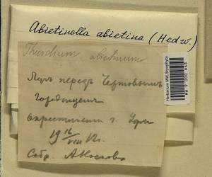 Abietinella abietina (Hedw.) M. Fleisch., Bryophytes, Bryophytes - South Urals (B14) (Russia)