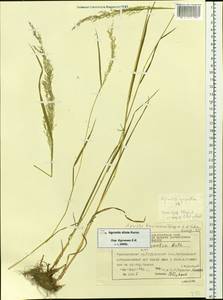 Agrostis stolonifera L., Siberia, Central Siberia (S3) (Russia)