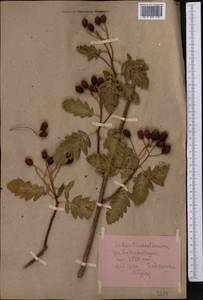 Hedlundia turkestanica (Hedl.) Mezhenskyj, Middle Asia, Pamir & Pamiro-Alai (M2) (Tajikistan)