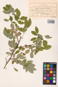 Rosa acicularis Lindl., Eastern Europe, Northern region (E1) (Russia)