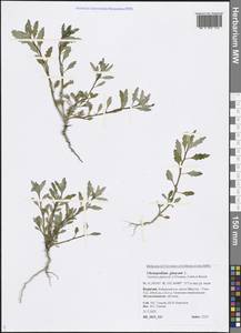 Oxybasis glauca (L.) S. Fuentes, Uotila & Borsch, Siberia, Baikal & Transbaikal region (S4) (Russia)