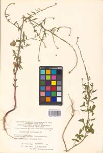 Sisymbrium officinale (L.) Scop., Eastern Europe, Moscow region (E4a) (Russia)