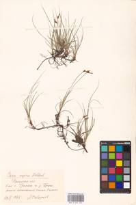 Carex supina Willd. ex Wahlenb., Eastern Europe, Central region (E4) (Russia)