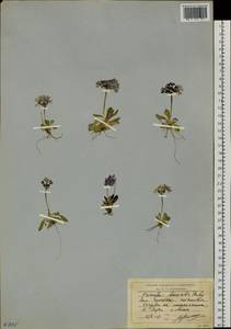 Primula borealis Duby, Siberia, Chukotka & Kamchatka (S7) (Russia)