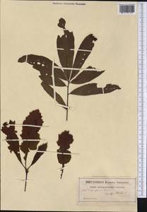 Quercus phellos L., America (AMER) (Not classified)