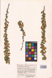 Chamaecytisus ruthenicus (Fisch. ex Woł.) Klásk., Eastern Europe, Eastern region (E10) (Russia)