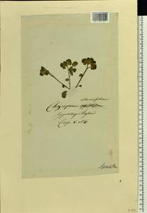 Chrysosplenium alternifolium L., Eastern Europe, Lithuania (E2a) (Lithuania)
