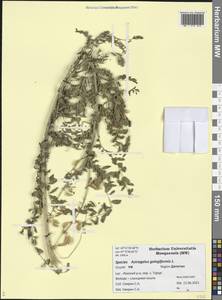 Astragalus galegiformis L., Caucasus, Dagestan (K2) (Russia)