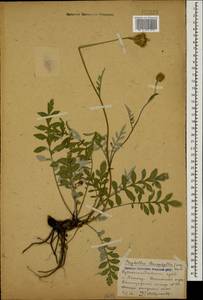Psephellus leucophyllus (M. Bieb.) C. A. Mey., Caucasus, Stavropol Krai, Karachay-Cherkessia & Kabardino-Balkaria (K1b) (Russia)