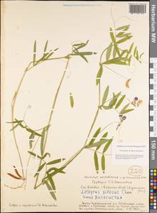 Lathyrus palustris L., Siberia, Yakutia (S5) (Russia)