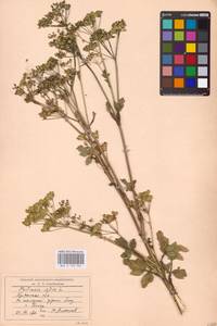 Pastinaca sativa L., Eastern Europe, Western region (E3) (Russia)