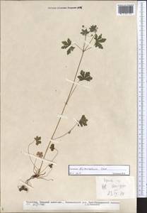 Geranium divaricatum Ehrh., Middle Asia, Kopet Dag, Badkhyz, Small & Great Balkhan (M1) (Turkmenistan)