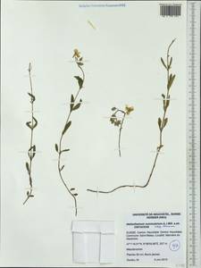 Helianthemum nummularium subsp. obscurum (Celak.) J. Holub, Western Europe (EUR) (Switzerland)