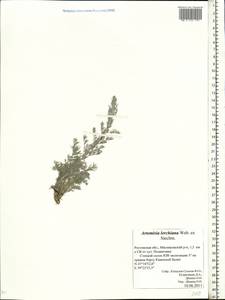 Artemisia lercheana Weber ex Stechm., Eastern Europe, Rostov Oblast (E12a) (Russia)