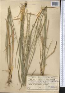 Thinopyrum intermedium subsp. intermedium, Middle Asia, Western Tian Shan & Karatau (M3) (Kazakhstan)