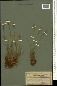 Poa bulbosa L., Caucasus, Azerbaijan (K6) (Azerbaijan)