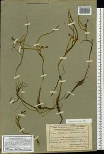 Sparganium hyperboreum Laest. ex Beurl., Siberia, Altai & Sayany Mountains (S2) (Russia)