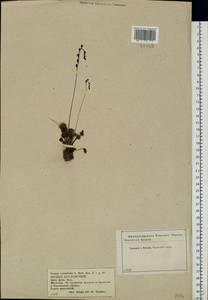 Drosera rotundifolia L., Eastern Europe, Central forest-and-steppe region (E6) (Russia)